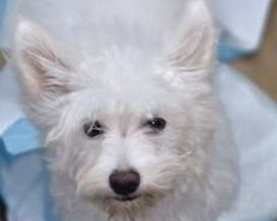 CHLOE - Maltipoo/Terrier (Unknown Type, Small) Mix Female Puppy for Adoption