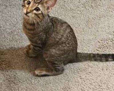 5 month old male tabby kitten was gifted to me not too long ago. It's my first time having a cat and I didn't know I would be allergic to cats. Unfortunately I won't be able to keep this cute little guy. He is very friendly, smart and cuddly. I'm looking for a loving home for him.. Housetrained. Breed Tabby Color Tan or Fawn Tabby Age Kitten Sex Male Pet ID 7819332 Hair Length short