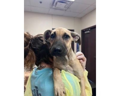 Rita - Labrador Retriever/Mixed Breed (Medium) Mix Female Puppy for Adoption