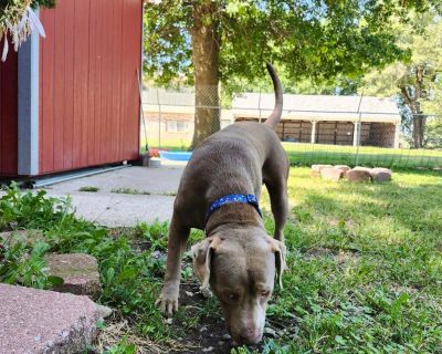 Hotchner - Labrador Retriever Male Dog for Adoption