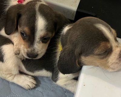 4 Female Beagle Puppies for Sale