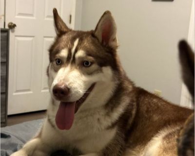 November - Male Puppy Siberian Husky mix for Adoption
