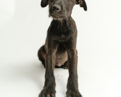 Nini - German Wirehaired Pointer Mix Female Puppy for Adoption