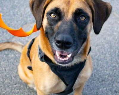 Coffee - Australian Shepherd & Great Pyrenees Mix Female Dog for Adoption