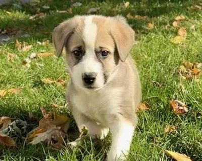 Child. Tan/yellow/fawn - with white. Feast your eyes on this darling litter of 11 this fall! The "Leaf" litter is perfect example of all the various colors of foliage on the trees this autumn season! The pups were born in rescue on September 27th and have been expertly raised by their Momma (Autumn Leaf - also available for adoption and photo included for reference) and all in the same foster h...