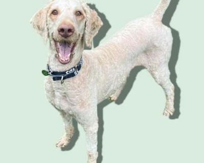 CHANCE - Poodle (Standard)/Labrador Retriever Mix Male Dog for Adoption