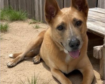 Chopper - Male Puppy German Shepherd mix for Adoption