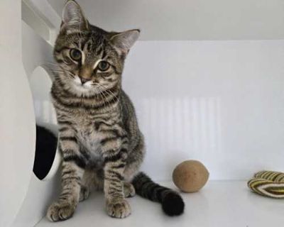 Merkin - Domestic Shorthair Male Cat for Adoption