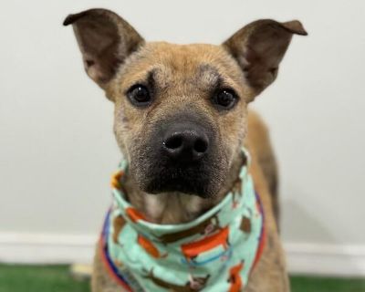 Exciting News: This adorable pup will be at an adoption event near you! Check our website: https://AmazingDogsRescue.org/dogs/ Or call 888.508.8943 (Monday to Sunday, 8 AM to 8 PM).. Out-of-town pets are cared for by non-local organizations who can make arrangements for the pet to be transported to your area. Learn More. Young Male Medium Yellow / Tan / Blond / Fawn , Apricot / Beige