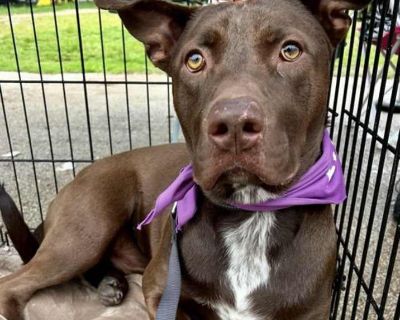 Young. Brown/chocolate - with white. Some pets are in the Shelter and others in Foster homes. Please read the bio & email the address listed in the bio. Additionally for CATS you may email [email protected] and for DOGS , email [email protected] Meet Choco! This gorgeous 63 pound 18 month old Lab/terrier mix is going to steal your heart. He is very handsome, so we were surprised when no owner c...