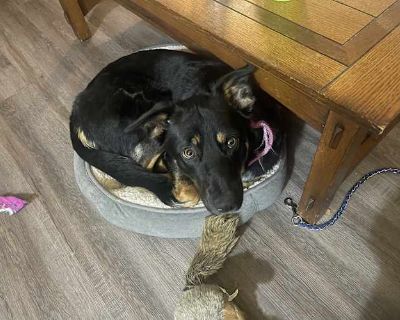 Evie - German Shepherd Dog/Australian Shepherd Mix Female Dog for Adoption