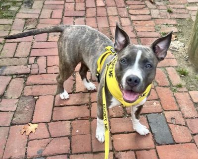 Barbie - Pit Bull Terrier Mix Female Dog for Adoption