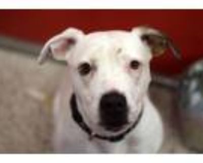 Adopt LUNA ROSSA* a American Staffordshire Terrier, Mixed Breed