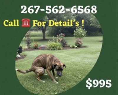 🐾 Dog Obedience Training – $995 – No Food, No Shock – Manhattan & NYC