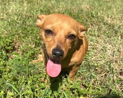 Coco - Dachshund Female Dog for Adoption