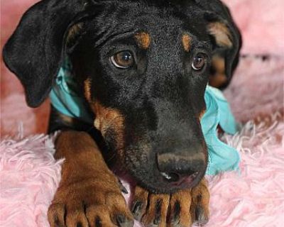 Syrah - Rottweiler/Weimaraner Mix Female Puppy for Adoption