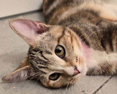 Grits - Domestic Shorthair Female Kitten for Adoption