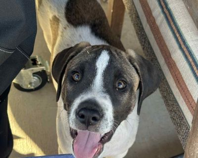 Spark - Shepherd Mix Male Dog for Adoption