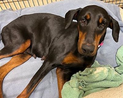 Willow - Doberman Pinscher Female Dog for Adoption