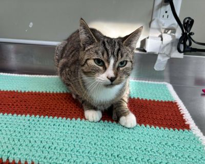 Bernadette, adorable minette d un an, est pr te trouver sa famille pour la vie. Gentille et douce, elle peut se montrer un peu nerveuse au d but, mais d s qu elle se sent en confiance, elle adore recevoir des c lins et partager des moments tranquilles avec les gens. Elle peut cohabiter avec d autres chats. Sa compatibilit avec les chiens et les jeunes enfants est inconnue, donc une rencontre es...