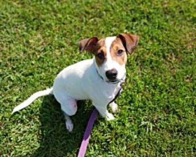 Sirius - Jack Russell Terrier Male Puppy for Adoption