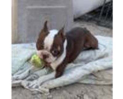 Adopt Willie a Boston Terrier / Mixed dog in PAHRUMP, NV (38301370)