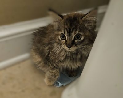 Rumi is the talkative one of the girls. She has a lot to say if you are willing to listen. She is still a little shy but is coming around. She is the beauty queen and knows it. Please note it is Fancy Cats' policy that kittens have an age-appropriate playmate in the home. We also do not adopt kittens to families with children under six years old without seeing appropriate history/experience wit...