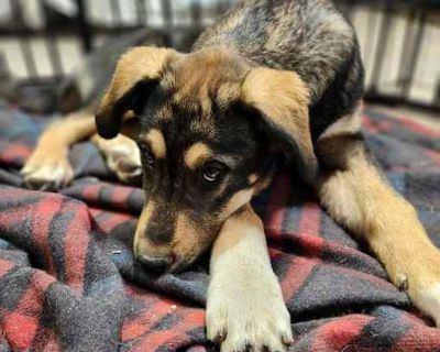 Bucky Shep #6 -5655 - Shepherd (Unknown Type)/Husky Mix Male Dog for Adoption