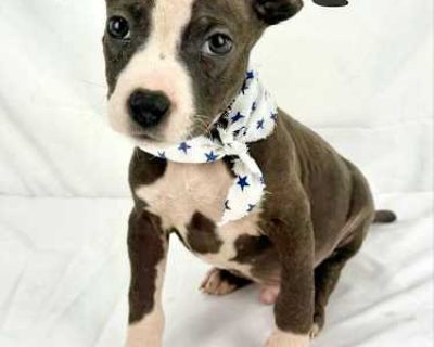 Gary - Pit Bull Terrier/Mixed Breed (Medium) Mix Male Puppy for Adoption
