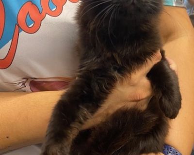 Arka - Domestic Long Hair & Domestic Short Hair Mix Female Cat for Adoption