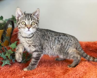 Name: Kiwi DoB: 09/01/25 Adoption Fee: $140 Kiwi what a great girl!. She loves snuggles and she loves to play. Kiwi has such BIG eyes. She is the smallest of the litter. The entire litter of Nova's kittens; Blackberry, Blueberry, Cherry, Kiwi, Orange, Peach and Tangerine are such friendly social outgoing kittens. I think their favorite activity is living room Parkour. You just look at these guy...