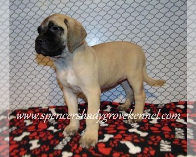 Litter of 9 - Mastiff Female Puppy for Sale