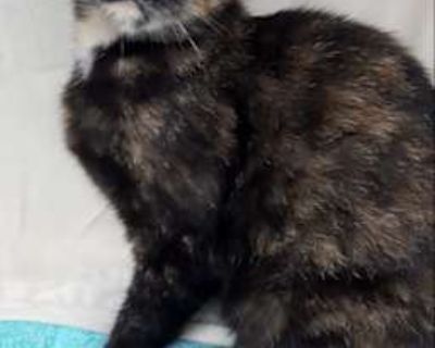 Clarice - Domestic Shorthair Female Cat for Adoption