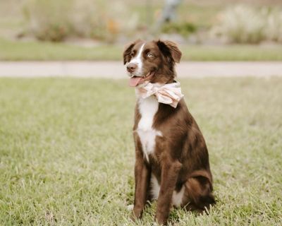 Mocha - Australian Shepherd Female Dog for Adoption