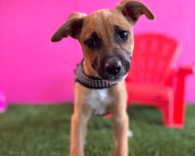 Squirt - Black Mouth Cur & Retriever Mix Female Puppy for Adoption