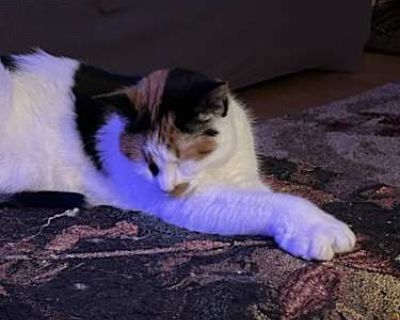 Harley - American Shorthair Female Cat for Adoption