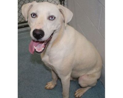 Hayden - Labrador Retriever/Mixed Breed (Medium) Mix Male Dog for Adoption