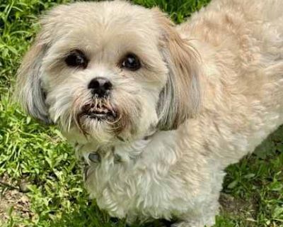 Tessa - Maltese/Shih Tzu Mix Female Dog for Adoption