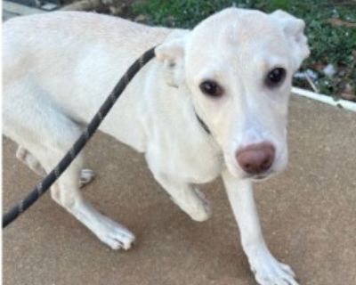 Goldie - Labrador Retriever & Shepherd Mix Female Dog for Adoption