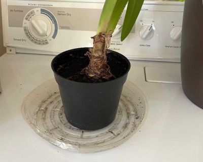 Amaryllis - potted plant