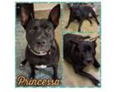 Adopt Princessa a Pit Bull Terrier