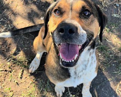 Kodiak - Australian Cattle Dog / Blue Heeler Mix Male Dog for Adoption