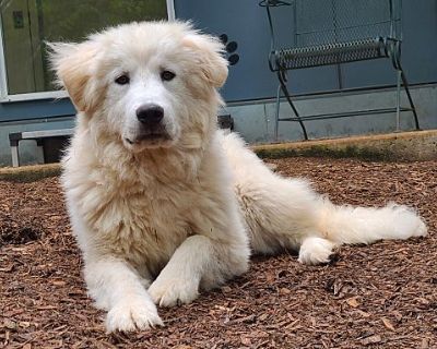 Mason - Great Pyrenees Male Dog for Adoption