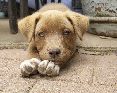Meet Blue Sea! Blue Sea is a gorgeous 6-month-old Black Mouth Cur mix with the sweetest spirit. This playful girl loves romping around outside with her brother and foster siblings, and when playtime is over, she's just as happy to curl up for snuggles. She's already potty trained and thriving in her foster home, showing what a smart and adaptable pup she is. Blue Sea is affectionate, eager to p...