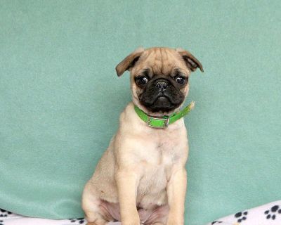 Koda - 19 Weeks Male Pug Puppy for Sale