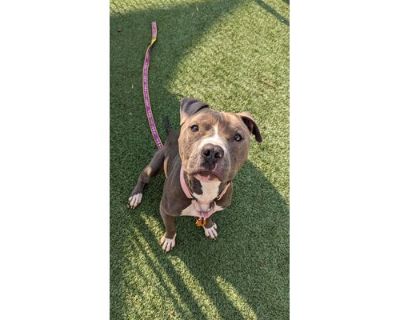 Spooky 1 - American Pit Bull Terrier/Mixed Breed (Medium) Mix Male Dog for Adoption