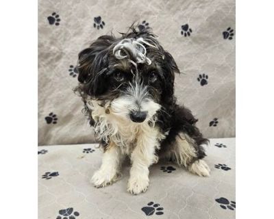 Mouse - Australian Shepherd/Poodle (Miniature) Mix Male Puppy for Adoption