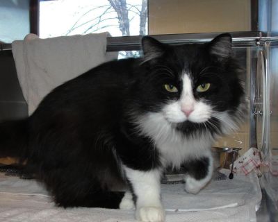 Equinox - Domestic Long Hair Mix Male Cat for Adoption