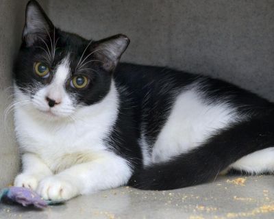 Breezy - Domestic Short Hair Mix Female Cat for Adoption