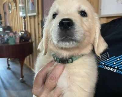 4 Male and 2 Female Golden Retriever Puppies for Sale